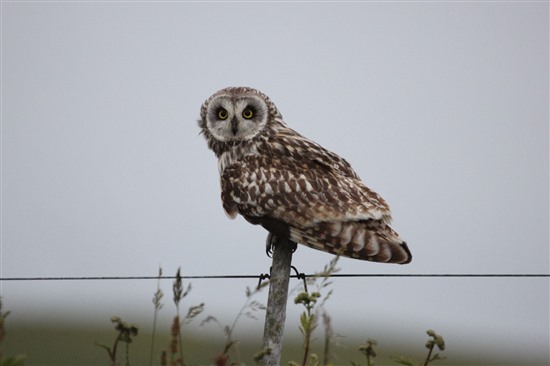owl perches on fence