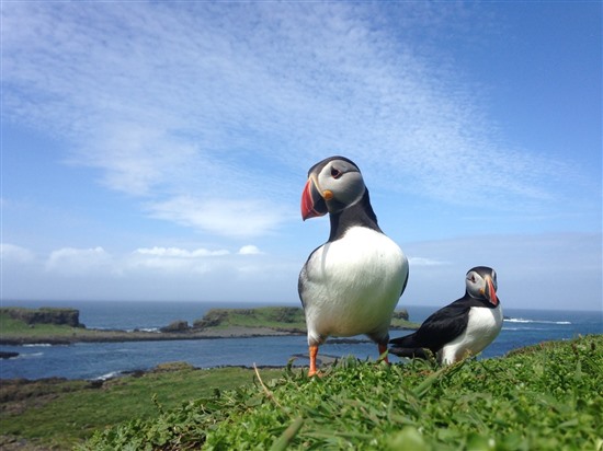 two puffins on a grassy ledge