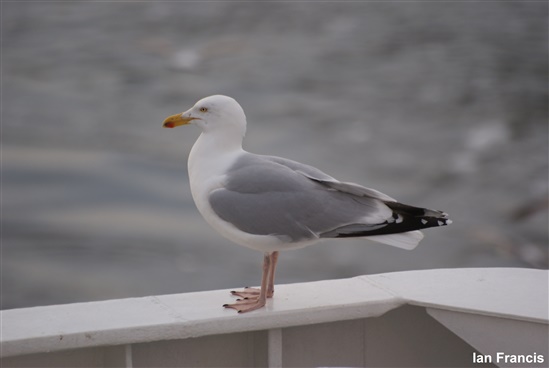 herring gull perched on white wooden railing
