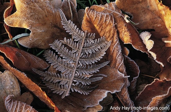 close up of various brown fallen leaves covered in frost