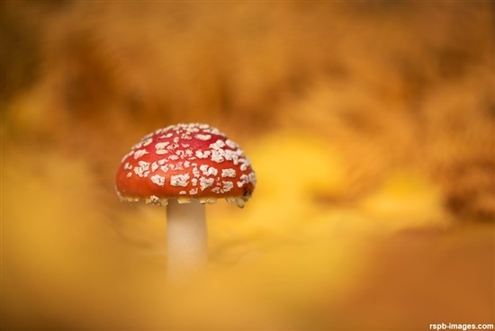 fly agaric fungi. red with white marks.