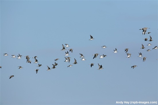 bar tailed godwits and other waders in flight