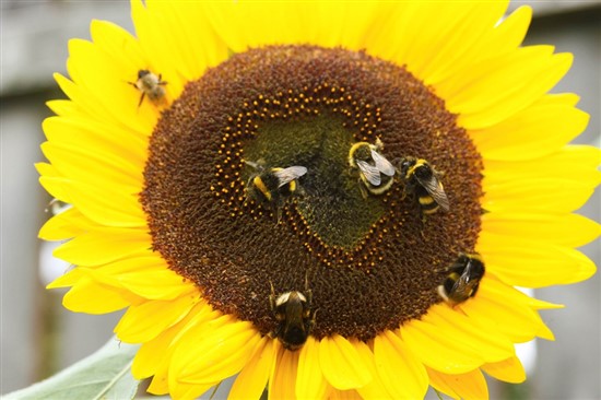 bumblebees on a sunflower