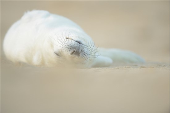 newborn seal pup lying on back