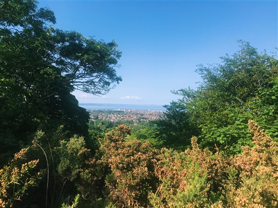 view out over the city from a hill with trees in foreground
