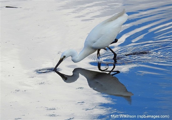 egret standing in water