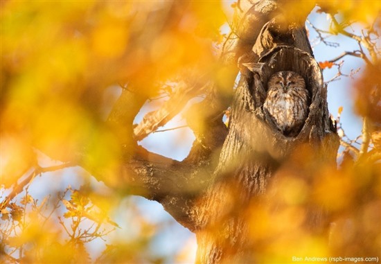 tawny owl in tree 