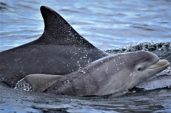 mother and baby dolphin