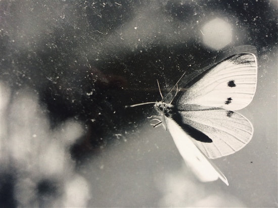 black and white print of butterfly