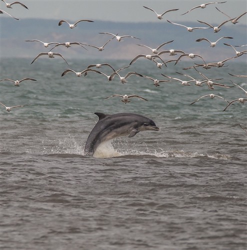 dolphin leaping out of water surrounded by birds