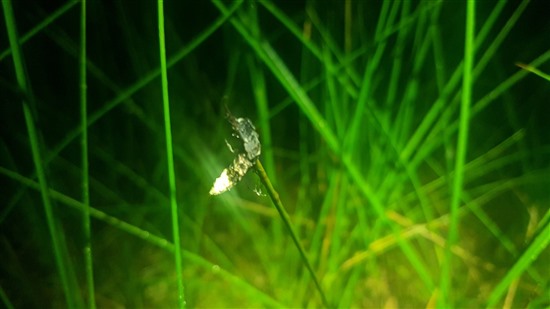 female glow worm against grass