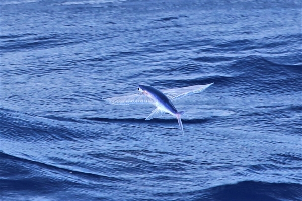 A blue and silver Flying Fish over blue ocean waves. 
