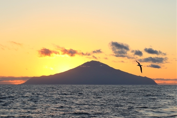 Golden yellow sky with the sun just hiding behind the silhouette of the island of Tristan da Cunha, the sea is in the foreground and a seabird is flying past the island.
