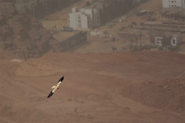 An Egyptian Vulture with black and white wings outstretched soars over a dry landscape.