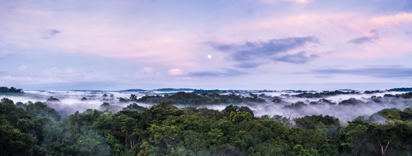 A view overlooking the treetops of Gola Rainforest.