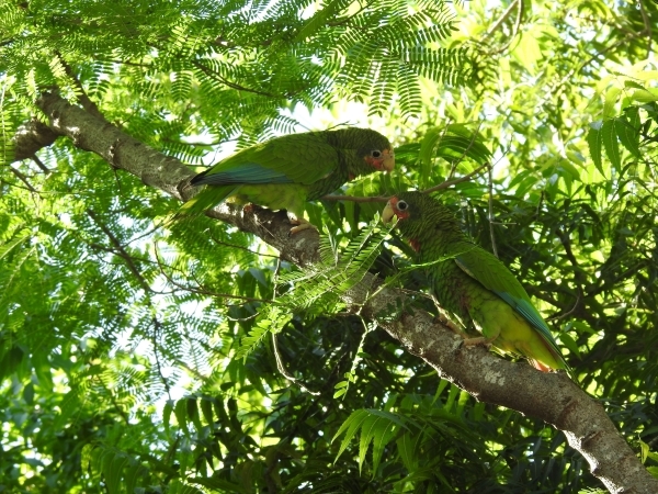 Two green parrots perched on a branch surrounded by green vegetation