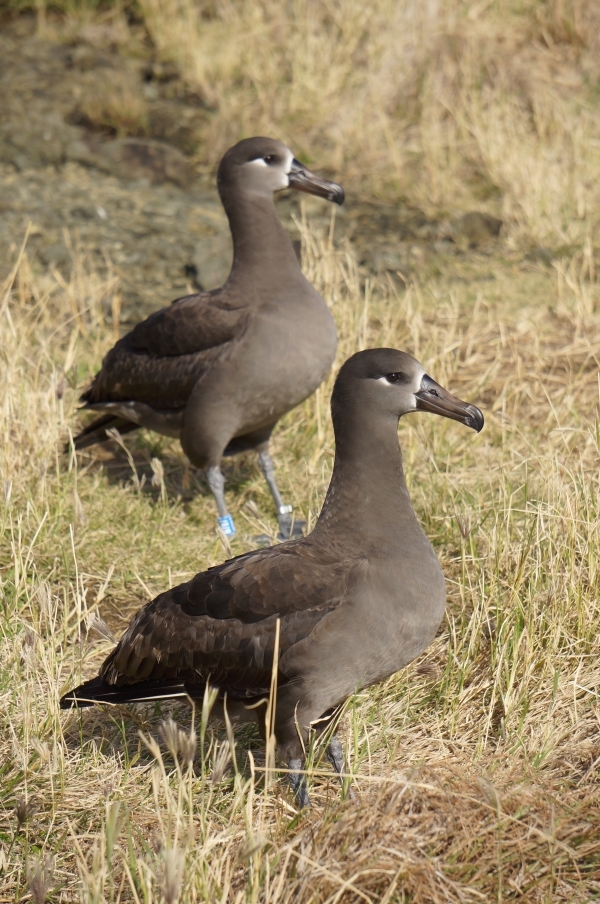 Two Black-footed Albatrosses standing on an area of grassy ground. They are dark brown all over with white markings around the eyes and base of the beak.