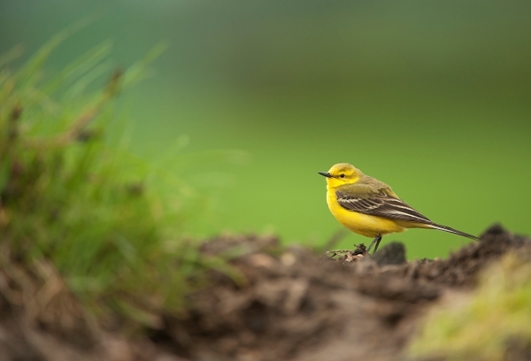 Yellow Wagtail standing on the ground with grassy vegetation in the foreground