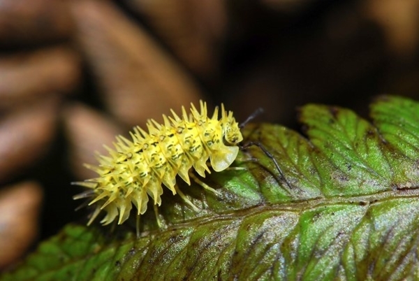 A Spiky Yellow Woodlouse on green leaf. 