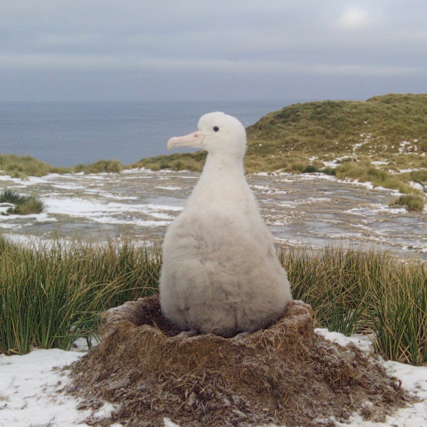 A Wandering Albatross chick sitting in a nest on the ground. The chick is pale grey/white with a pale pink beak. It is surrounded by grassy vegetation and patches of snow.