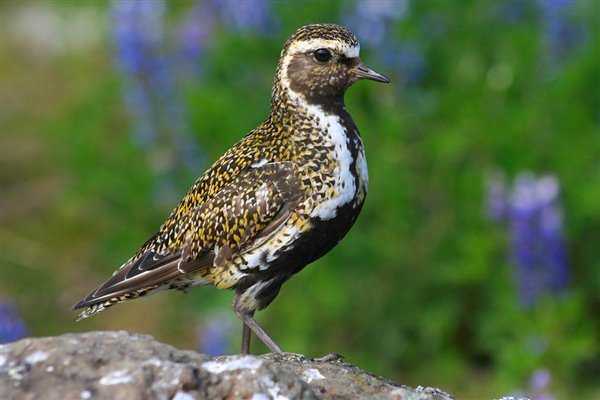 A Golden Plover perched on a rock. It has golden and black speckled plumage on its back and wings with a white border between the golden plumage and the chest/head. It has a large dark eye and short dark beak. In the background there is bright green foliage and blue/purple flowers.