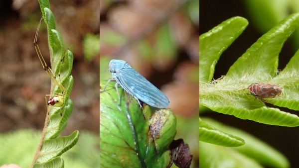Three images of three different invertebrates found in the cloud forest. The first is a Golden Sail Spider with a green/golden body and long golden legs. The middle image is a pale blue leafhopper, known as the Vulturine Leafhopper. The final image is of a grey and orange-spotted leafhopper known as a Coarse stained-glass leafhopper.    