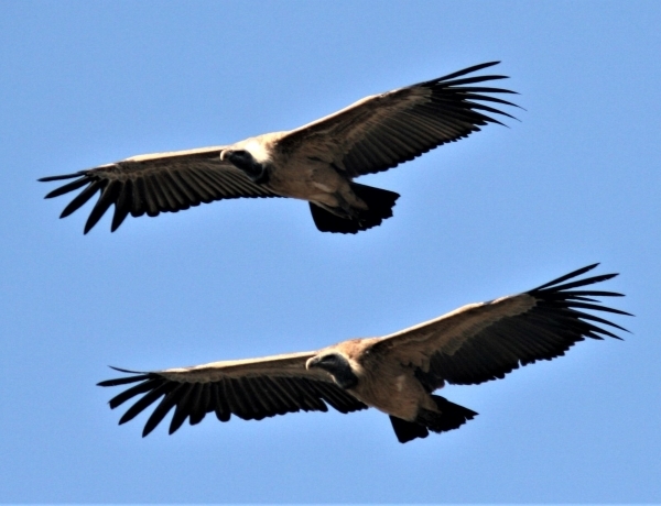 Two Long-billed Vultures with large wings outstretched fly against a blue sky