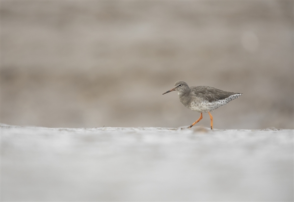 A Redshank makes its way across a muddy sediment. It has bright orange legs and a brownish/pale body. It has a long beak which is covered in mud. 