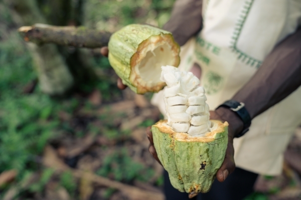 A farmer opens a cocoa pod