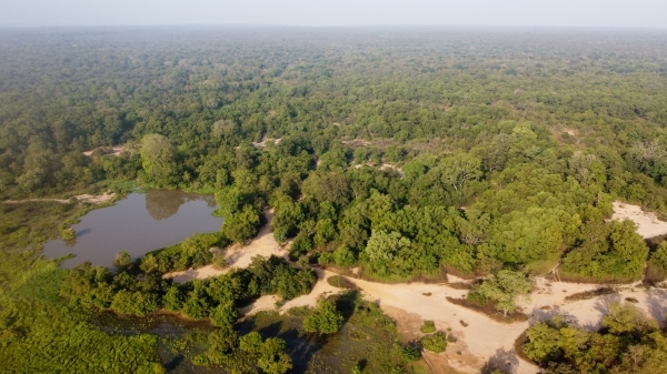 Drone view of Mole National Park with an open water body, stream bed and vegetation stretching into the distance