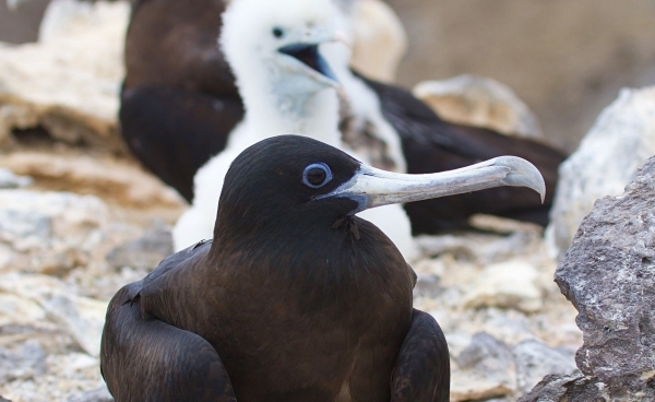 A dark brown Ascension Island Frigatebird with blue eye ring and pale grey beak sits in the foreground, while a fluffy white chick and other adults can be just made out in the background.