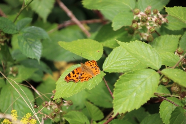 An orange and black, Comma butterfly, suns itself on a green Bramble leaf.