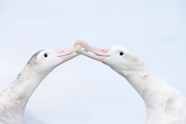 Two Wandering Albatrosses touching beaks. They have white heads, pale pink beaks and black eyes. The bird on the left has some grey marking on the back of the head.