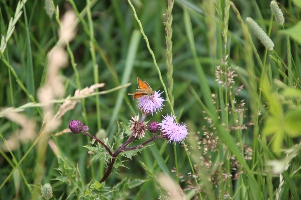 A small, orange butterfly - the Smessex Skipper, feeding on the purple flower of a thistle.
