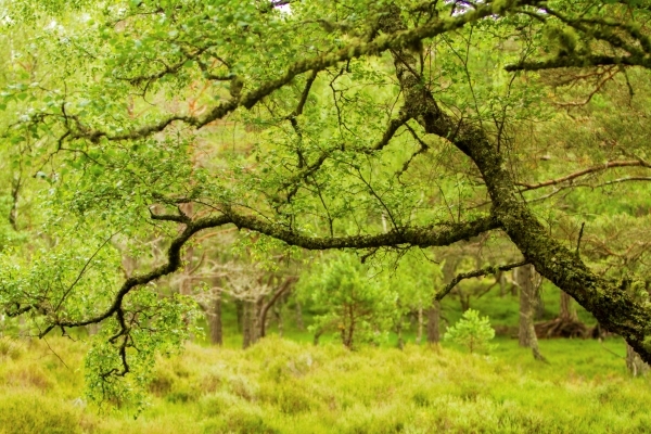 A vibrant green woodland landscape with a tree leaning at 45 degrees in the foreground.