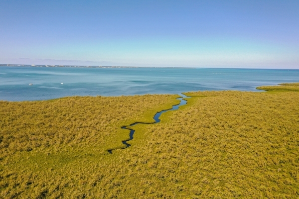 Aerial view of a large expanse of mangrove habitat with ocean in the background.