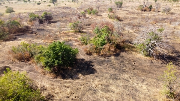 Drone view of dry vegetation and dead trees