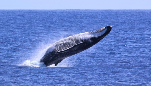 A Humpback Whale breaching out of the water.