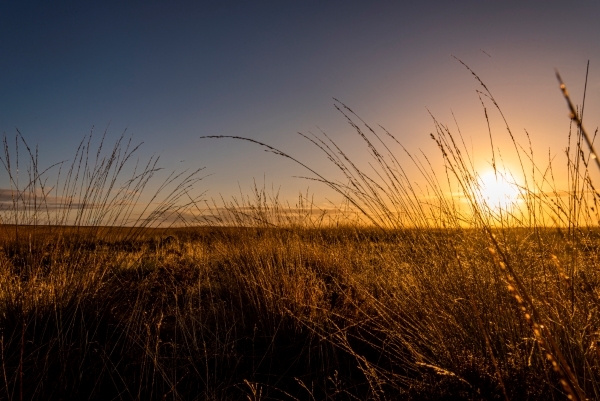 An open grassy landscape with tall grass heads in the foreground. In the background the sun sits low on the horizon.
