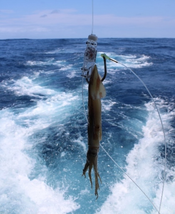 A baited hook - the tip of which is enclosed by a Hookpod