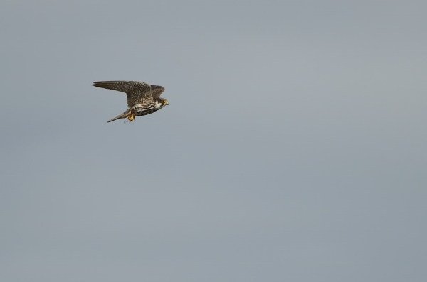 An adult Hobby in flight clutching a recently caught dragonfly