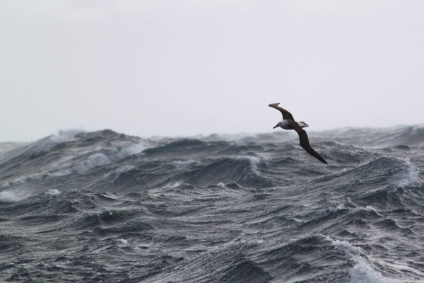 An albatross flying low over ocean waves