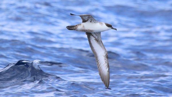 A Great Shearwater with brown head, whitish belly and long outstretched mottled brown wings, flies low over the waves.  