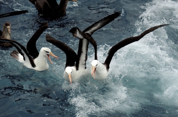 A group of albatrosses on the sea surface