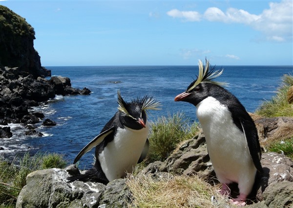 Two Rockhopper Penguins on a rocky slope with the ocean in the background.