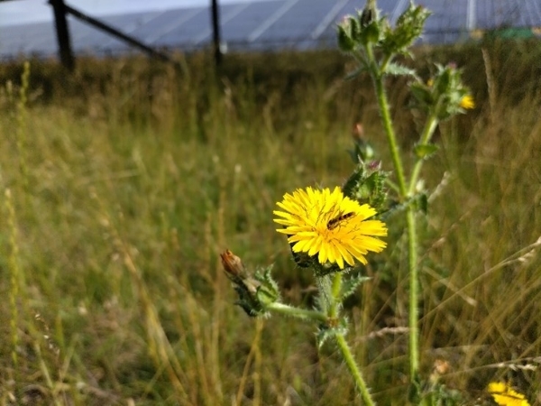 A small hoverfly sits on the round, yellow flower of the Hawk's Beard plant. It is surrounded by grassy vegetation with a row of solar panels in the background.