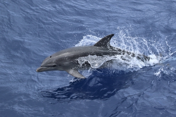 A Bottlenose Dolphin emerging from the waves.
