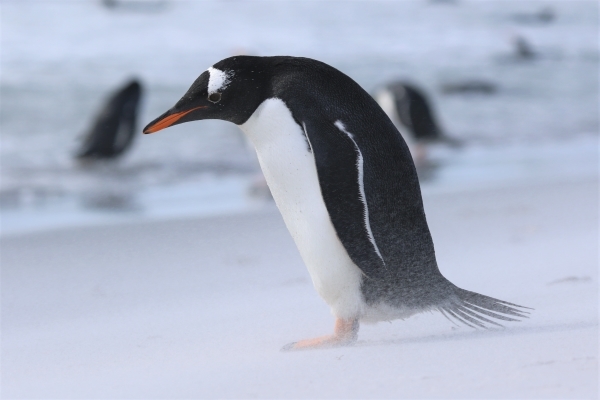 A Gentoo Penguin with black and white plumage and an orange and black beak stands hunkered down on a sandy beach.