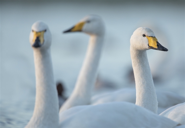 Three Whooper Swans in the foreground with long white necks and black and yellow bills.
