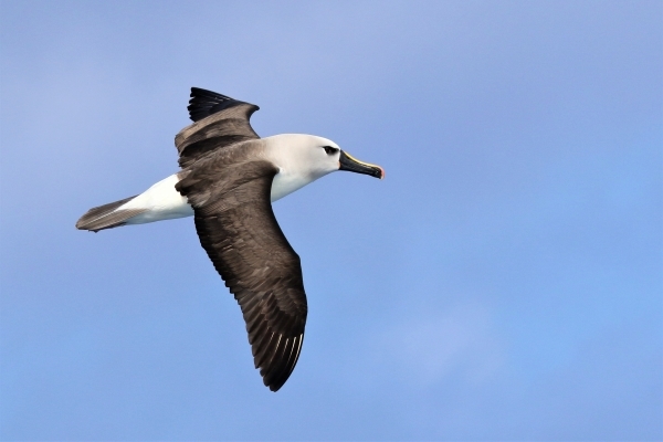 An Atlantic Yellow-nosed Albatross in flight against a blue sky.